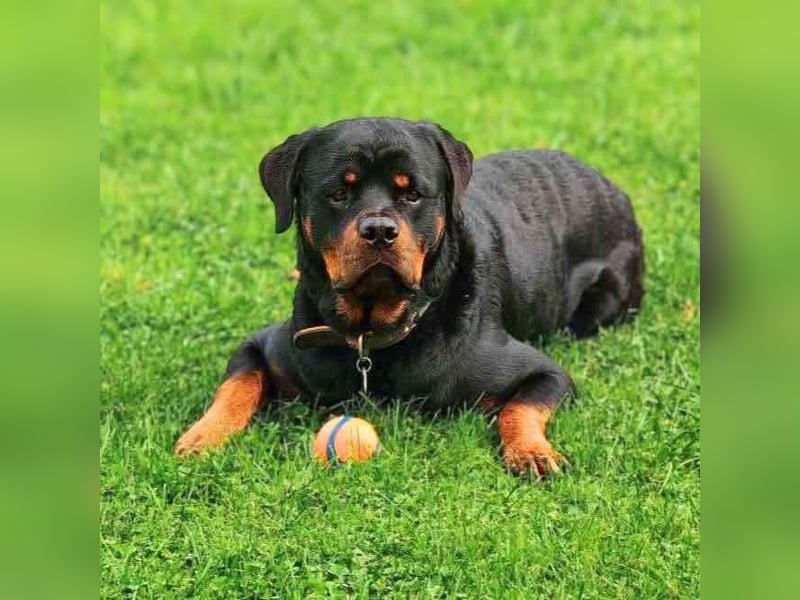 Drogo - ist katzenverträglich