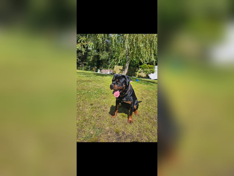 Rottweiler Rüde