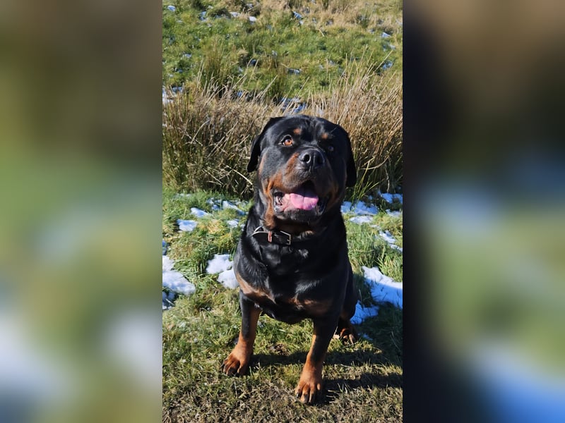 Rottweiler Rüde