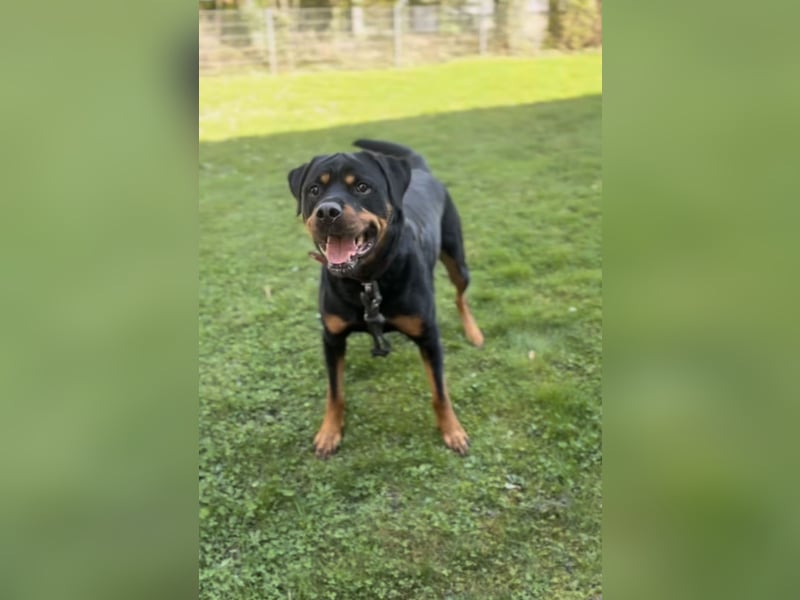Rottweiler