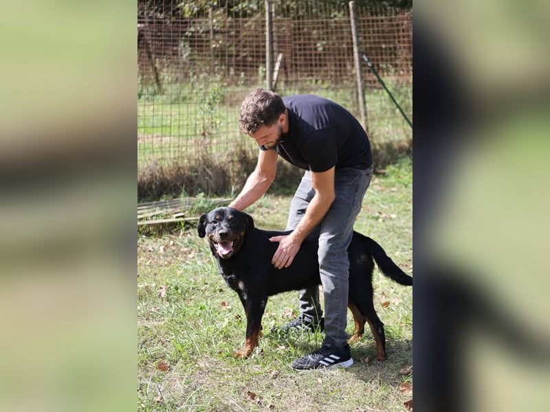 Togo - der tapfere Kerl gibt nicht auf