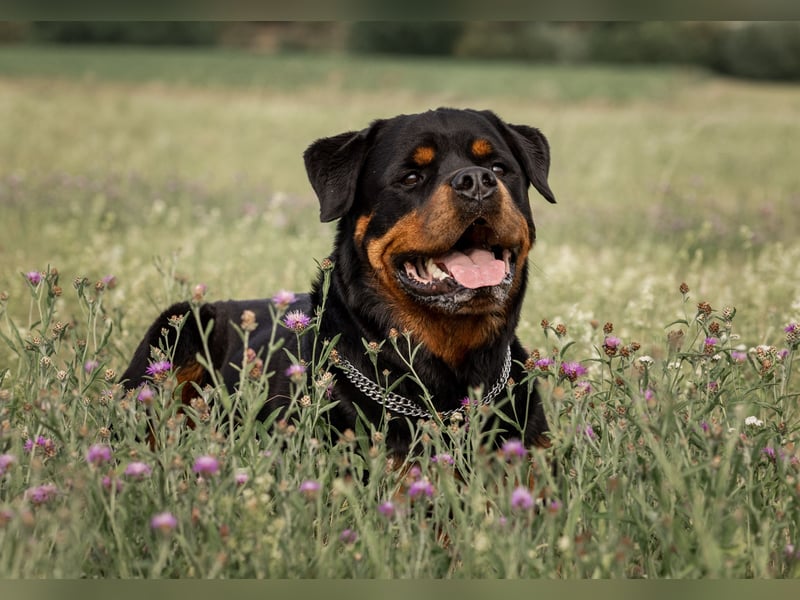 Rottweiler Rüde Kojak