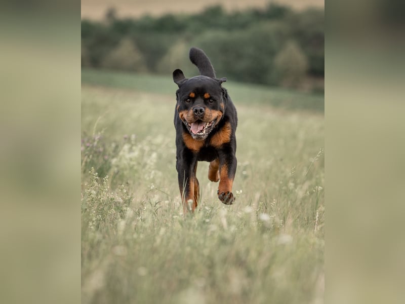 Rottweiler Rüde Kojak