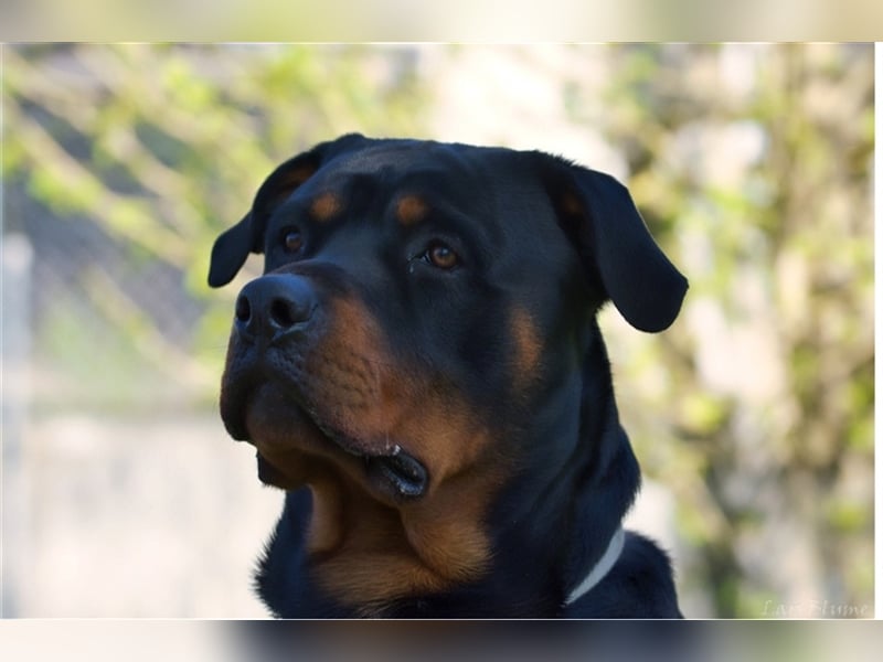 Oskar sucht seine Menschen