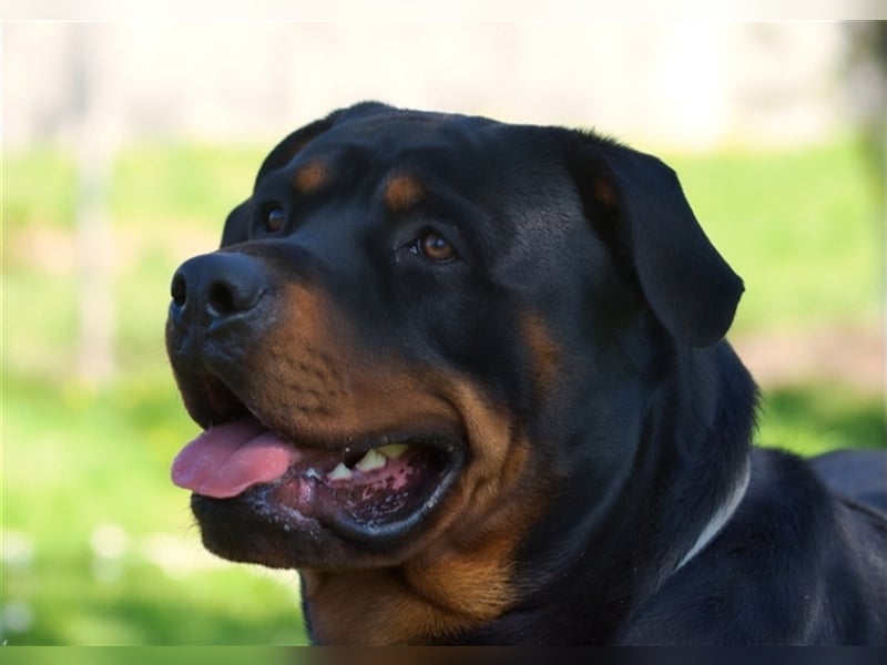 Oskar sucht seine Menschen