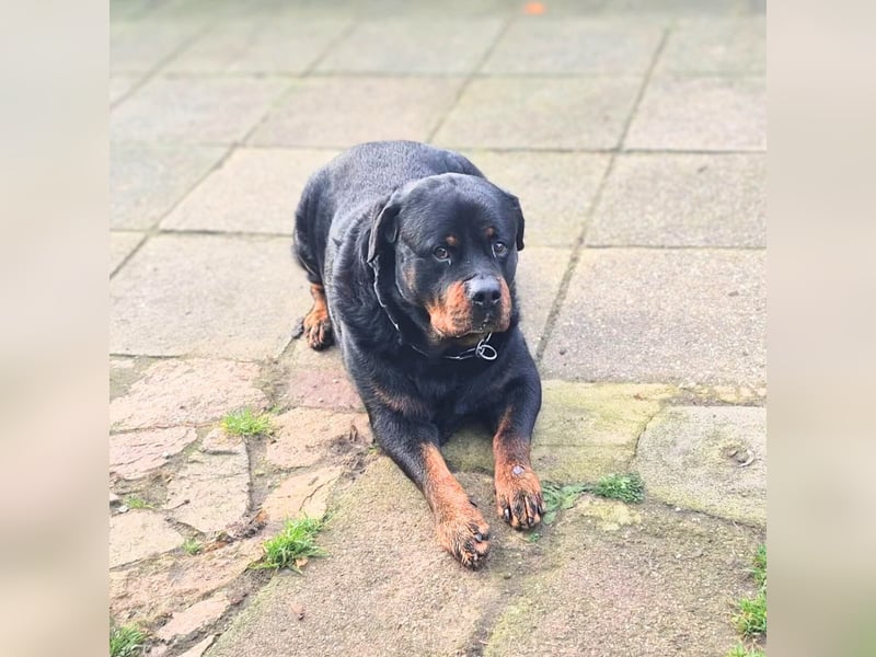 Pee-J - sucht ein liebevolles Zuhause