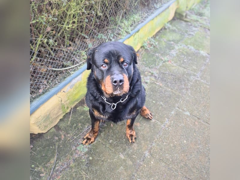 Pee-J - sucht ein liebevolles Zuhause