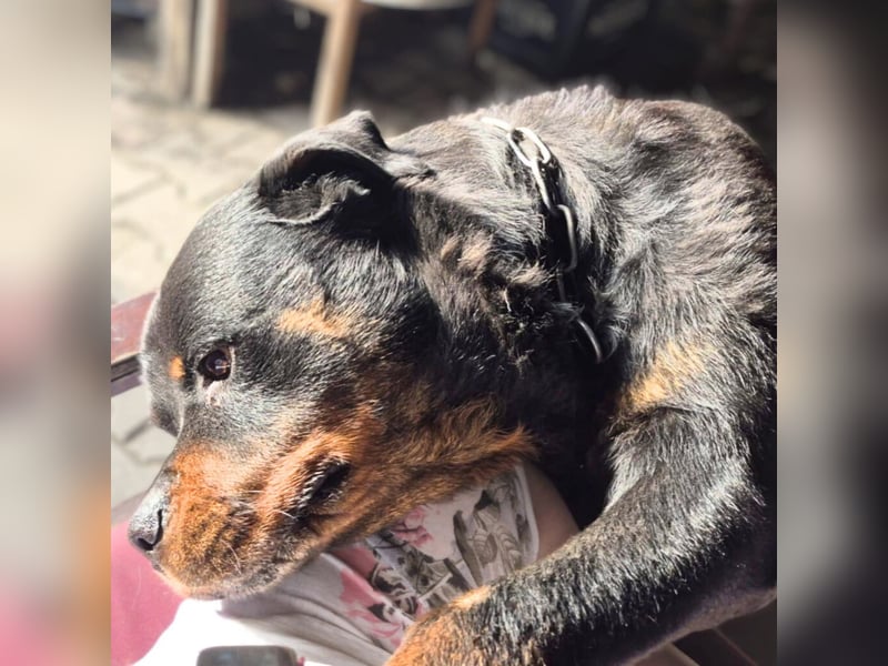 Pee-J - sucht ein liebevolles Zuhause