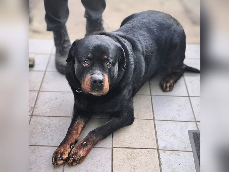 Pee-J - sucht ein liebevolles Zuhause