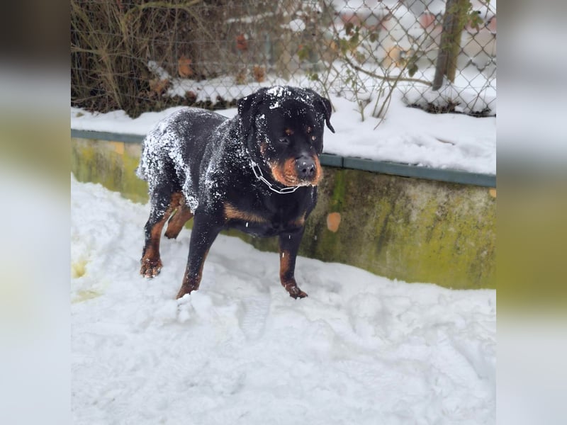 Pee-J - sucht ein liebevolles Zuhause