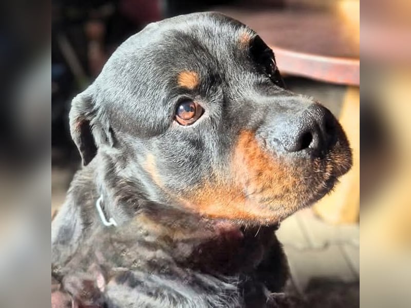 Pee-J - sucht ein liebevolles Zuhause