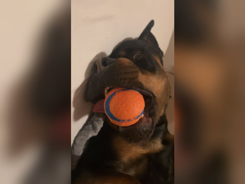 Junger Rottweiler Rüde