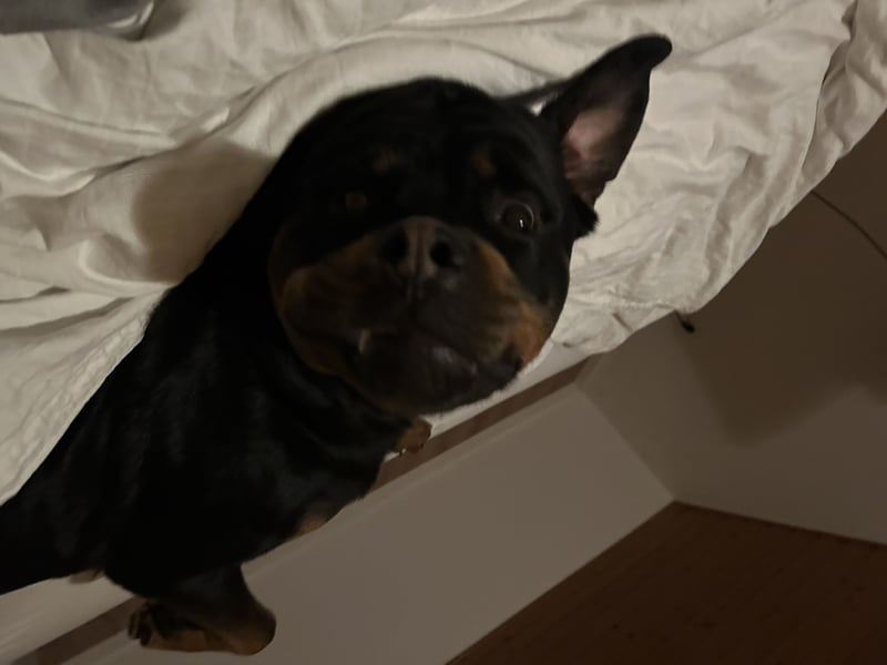 Junger Rottweiler Rüde