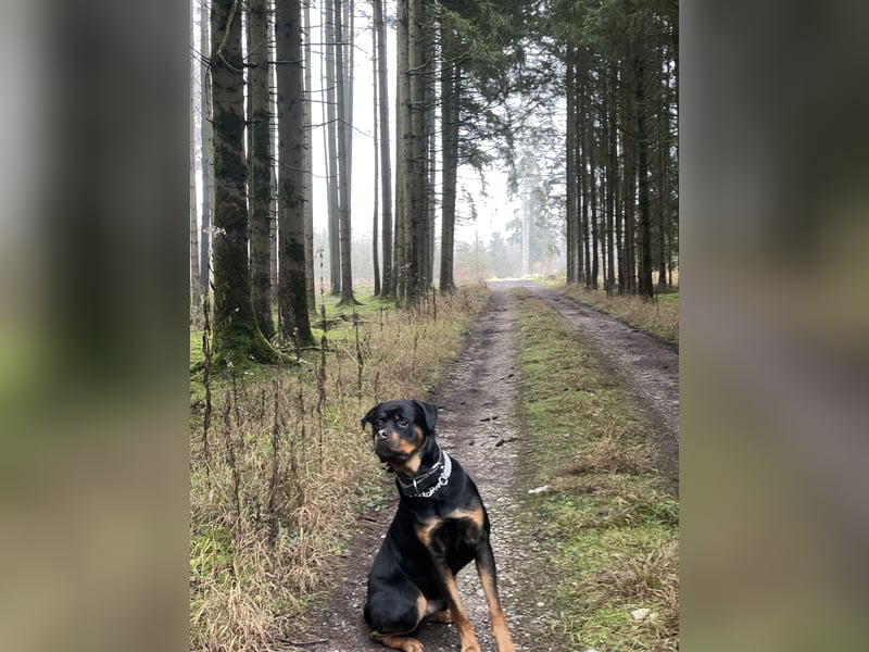 Junger Rottweiler-Rüde (73cm, 55kg)