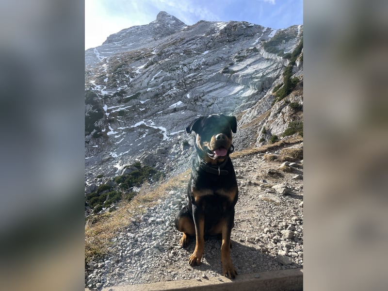 Junger Rottweiler-Rüde (73cm, 55kg)