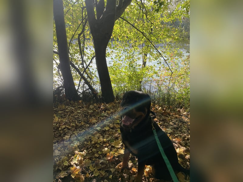 Junger Rottweiler-Rüde (73cm, 55kg)