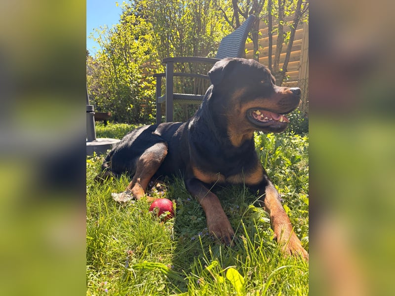 Junger Rottweiler Rüde