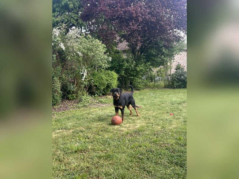 Junger Rottweiler-Rüde (73cm, 55kg)