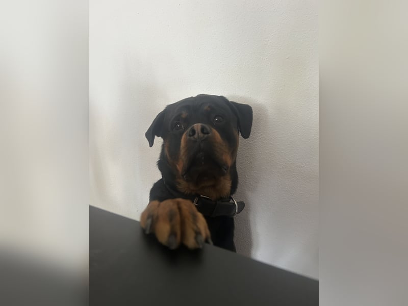 Junger Rottweiler-Rüde (73cm, 55kg)