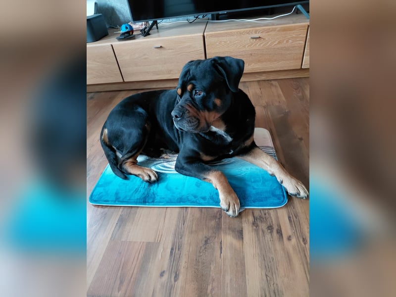 Rottweiler Rüde!