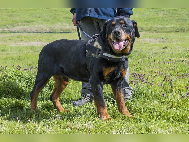 Zeus-SI – Göttlicher Rotti sucht Menschen, die ihn lieben