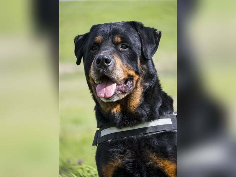 Zeus-SI – Göttlicher Rotti sucht Menschen, die ihn lieben