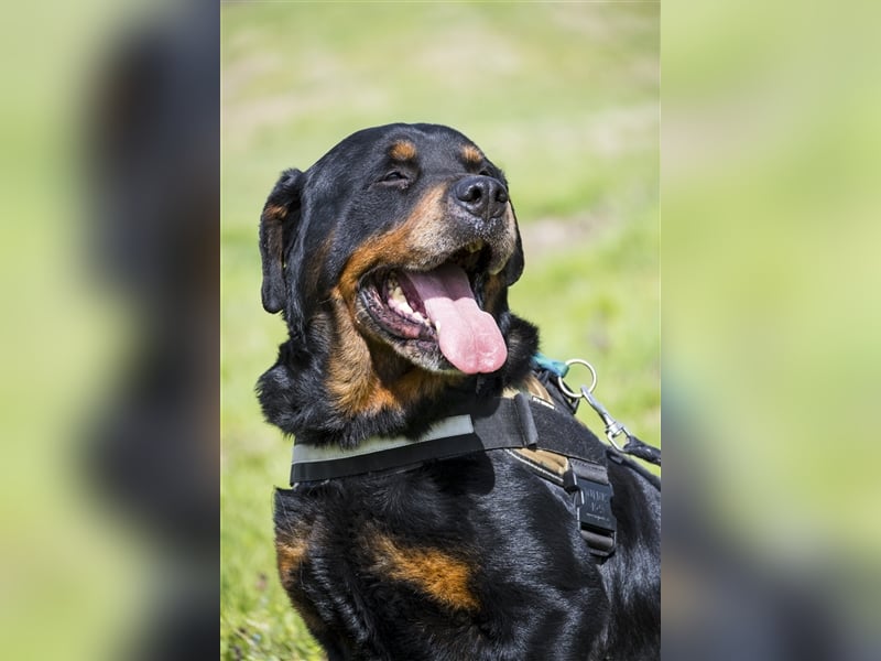 Zeus-SI – Göttlicher Rotti sucht Menschen, die ihn lieben