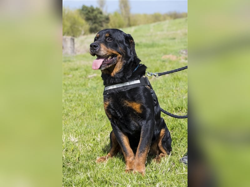 Zeus-SI – Göttlicher Rotti sucht Menschen, die ihn lieben