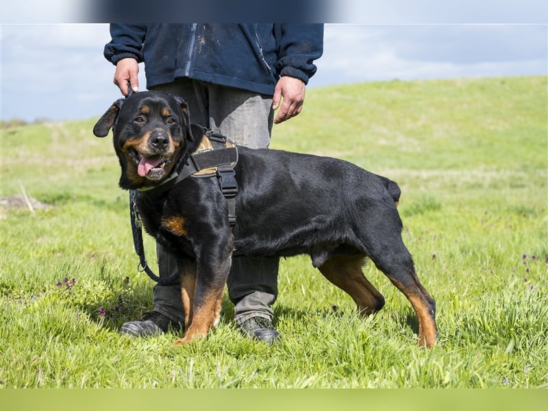 Zeus-SI – Göttlicher Rotti sucht Menschen, die ihn lieben