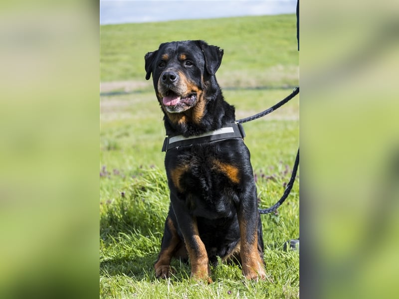 Zeus-SI – Göttlicher Rotti sucht Menschen, die ihn lieben