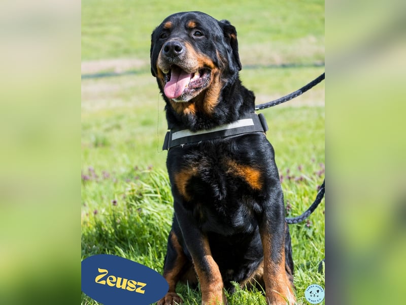 Zeusz SI - menschenbezogen, verkuschelt