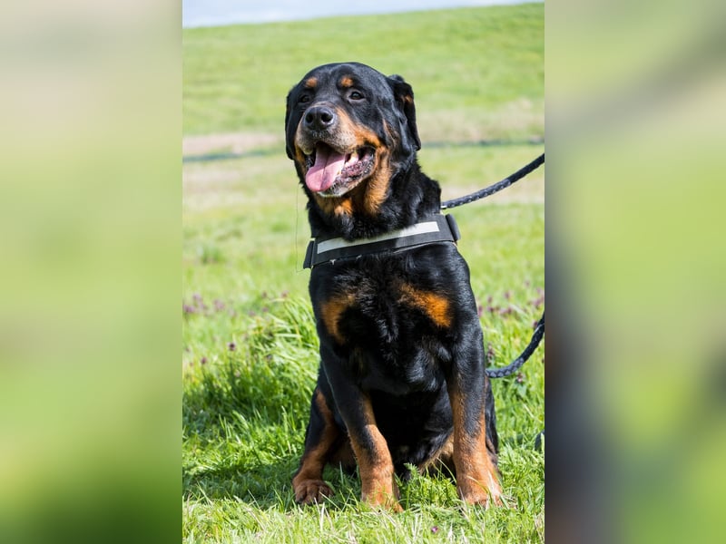 Zeusz SI - menschenbezogen, verkuschelt