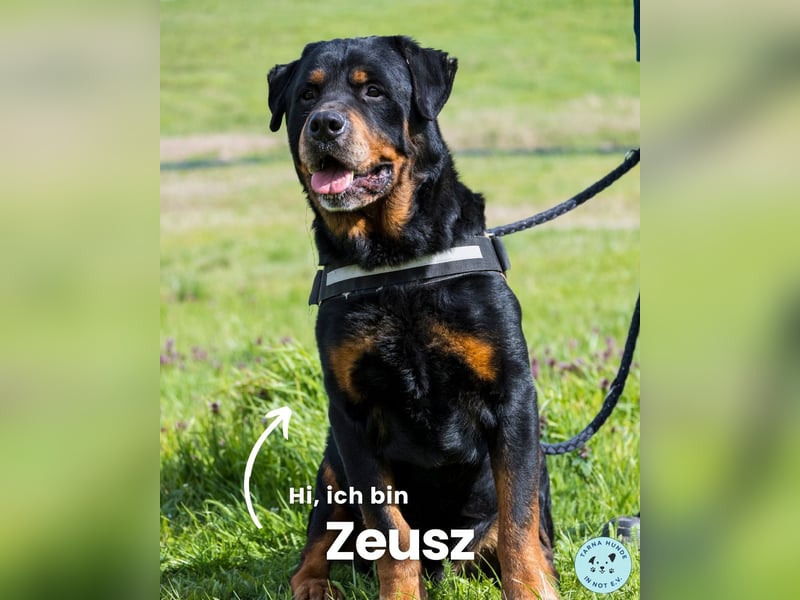 Zeusz SI, liebevoll und menschenbezogen