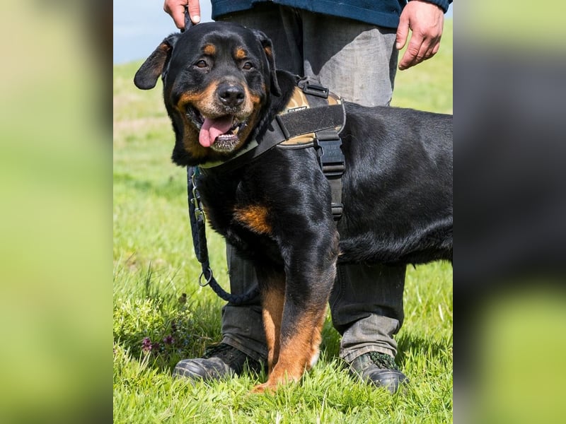 Zeusz SI, liebevoll und menschenbezogen