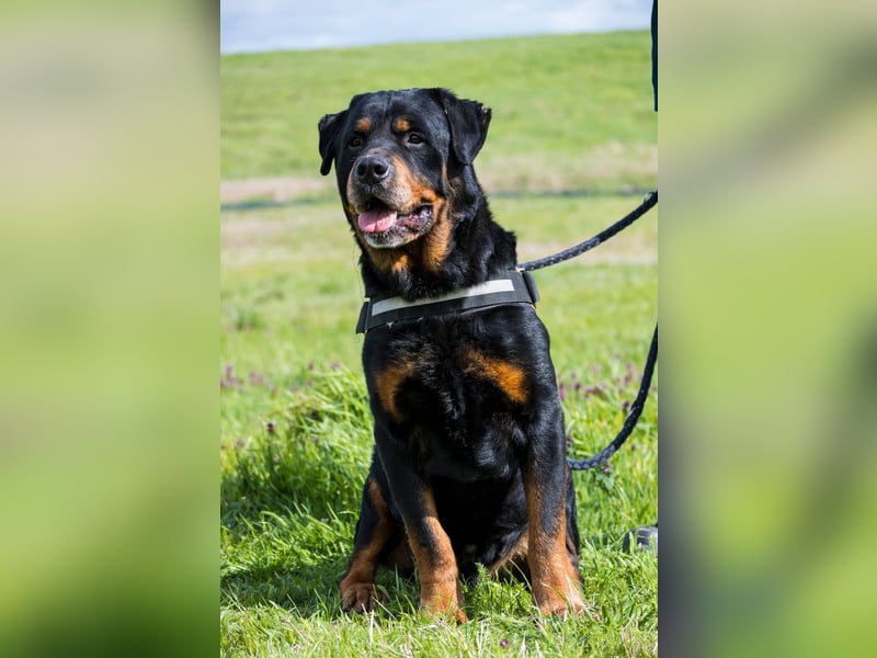 Zeusz SI - menschenbezogen, verkuschelt