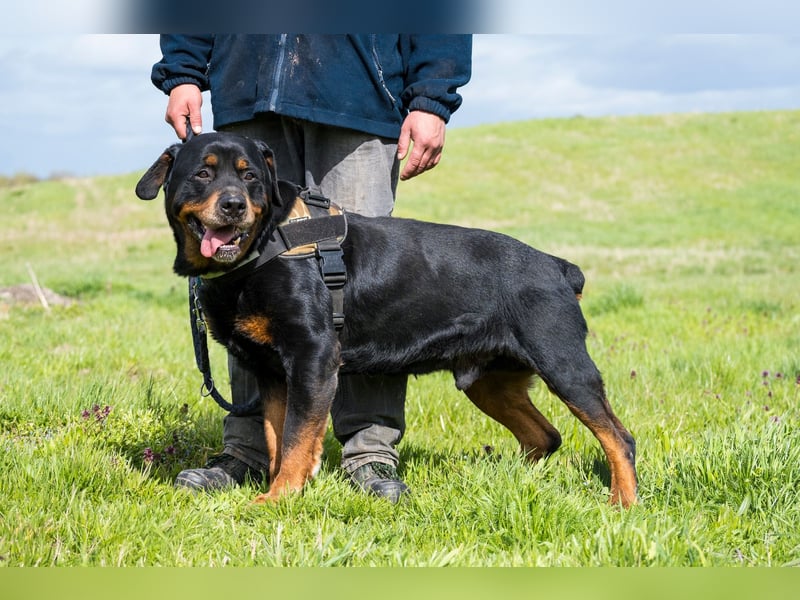 Zeusz SI - menschenbezogen, verkuschelt
