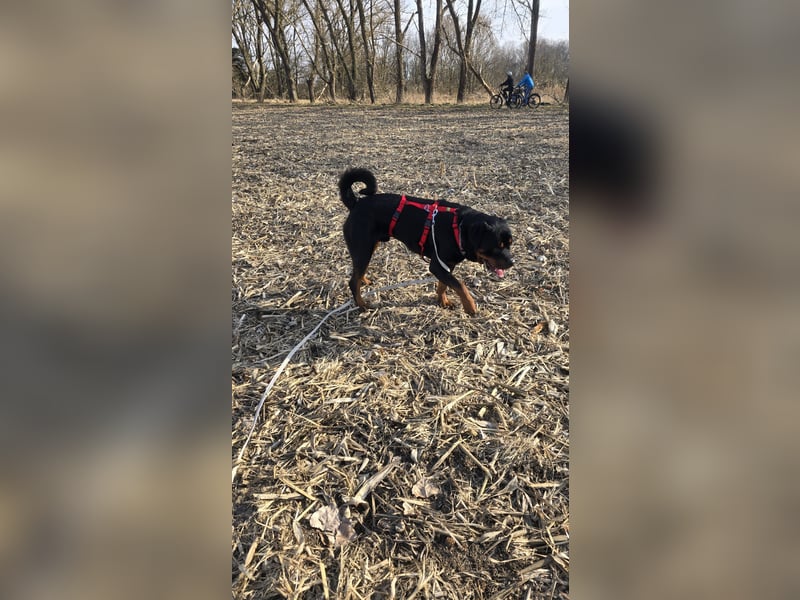 Rocky -  gut gebaute, sonnige Frohnatur