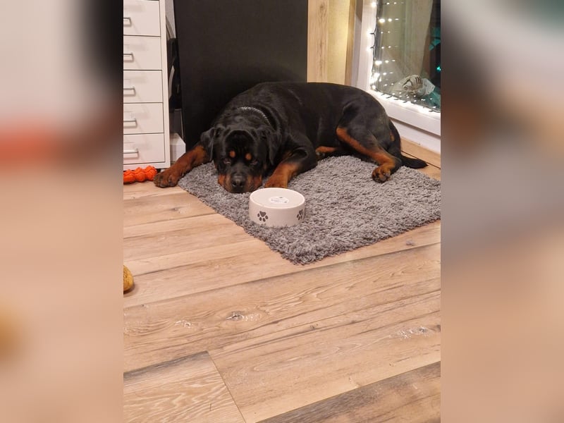 Rocky -  gut gebaute, sonnige Frohnatur