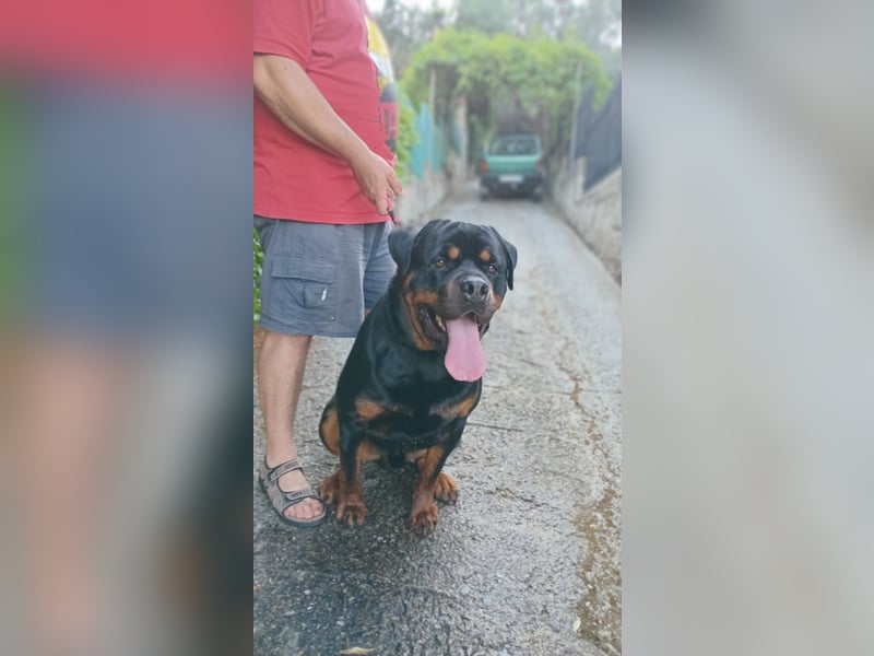 Rocky,  gut gebaute, sonnige Frohnatur