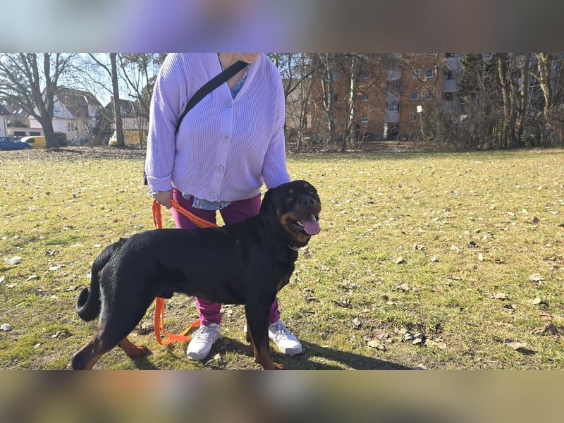 Rocky -  gut gebaute, sonnige Frohnatur