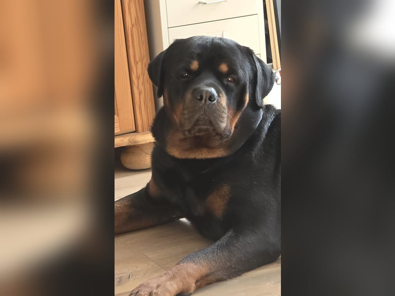 Rocky -  gut gebaute, sonnige Frohnatur