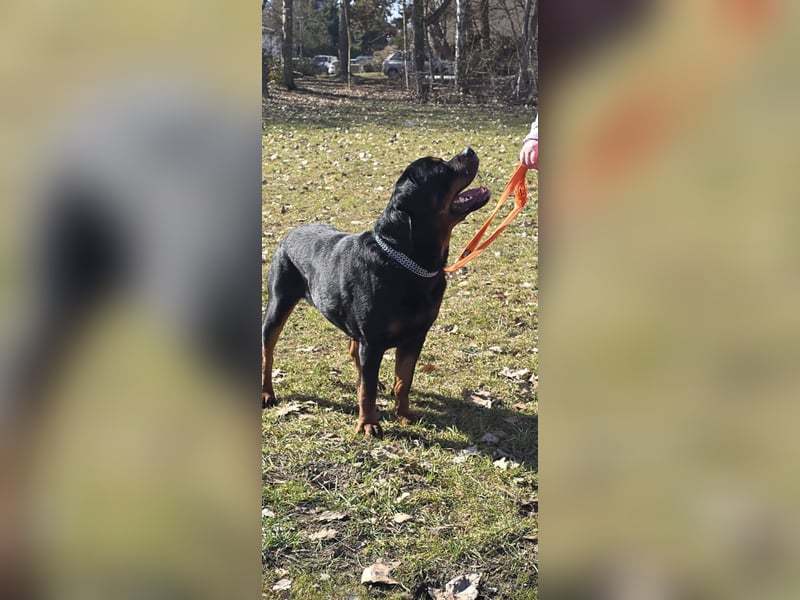 Rocky -  gut gebaute, sonnige Frohnatur