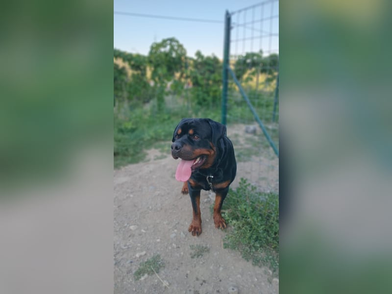 Rocky,  gut gebaute, sonnige Frohnatur