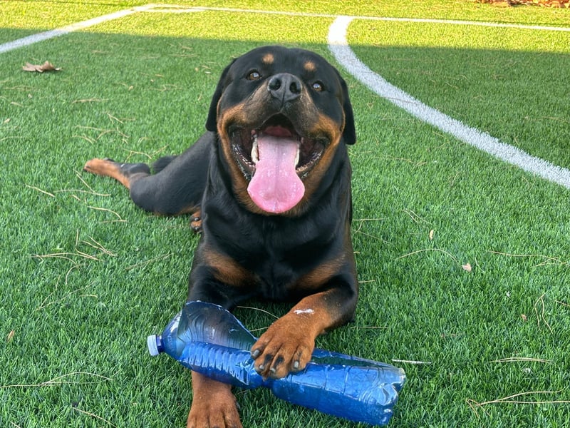 Rocky,  gut gebaute, sonnige Frohnatur