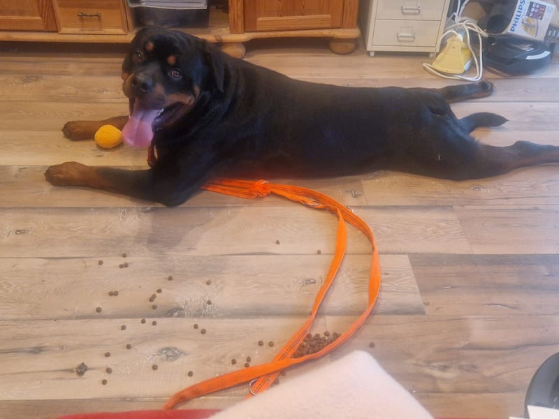 Rocky -  gut gebaute, sonnige Frohnatur