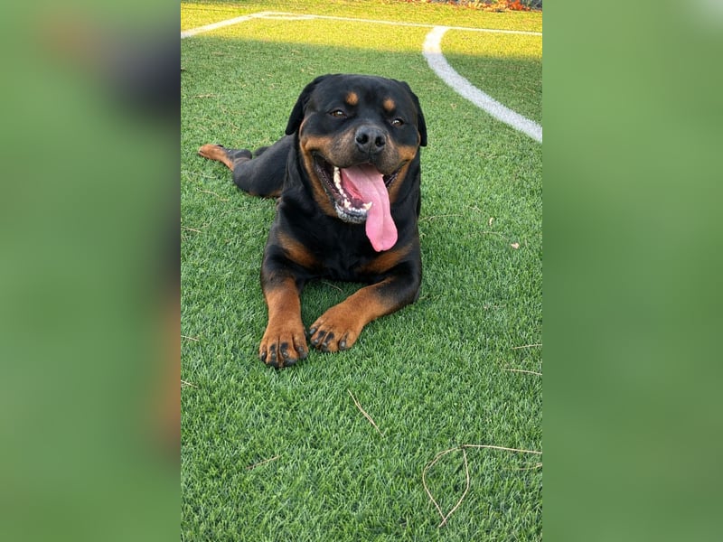 Rocky -  gut gebaute, sonnige Frohnatur