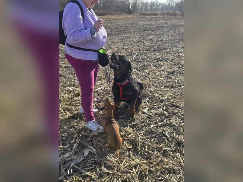 Rocky -  gut gebaute, sonnige Frohnatur