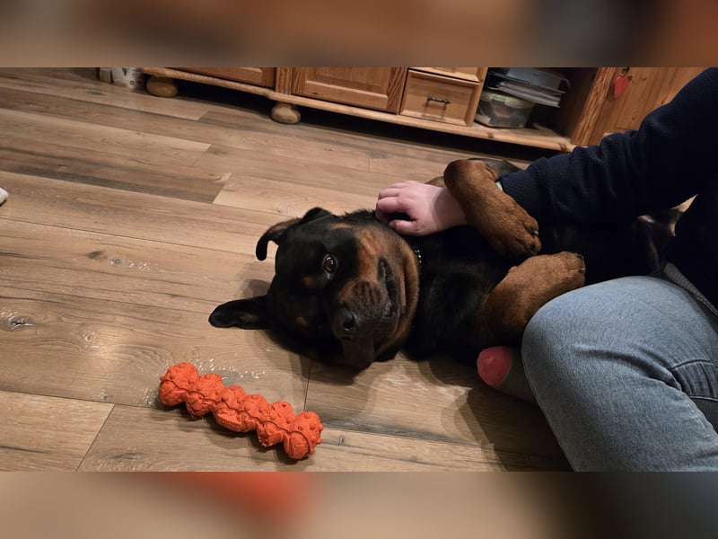 Rocky -  gut gebaute, sonnige Frohnatur