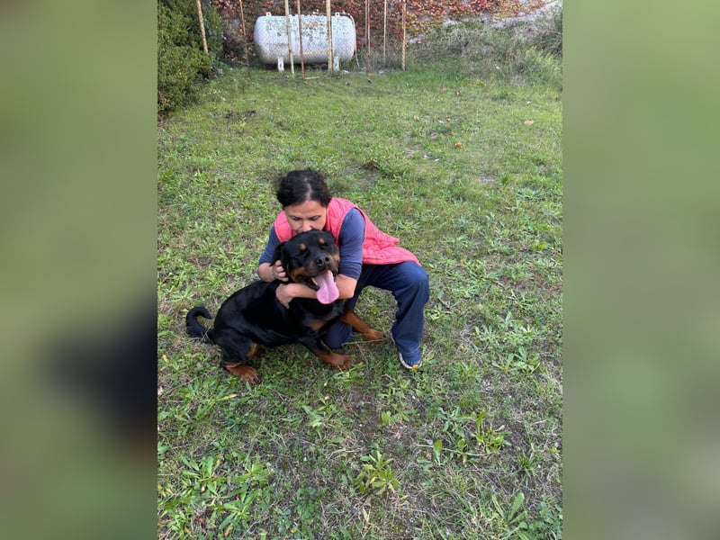 Rocky,  gut gebaute, sonnige Frohnatur