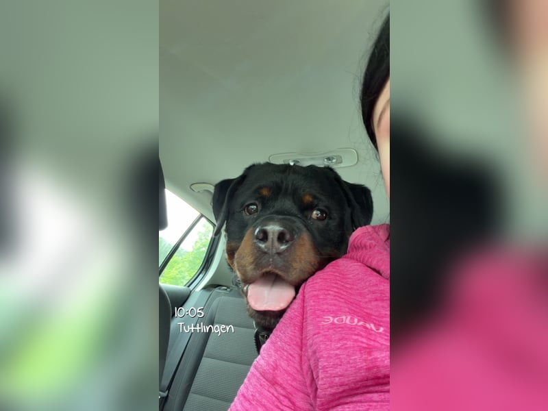 Rottweiler rüde